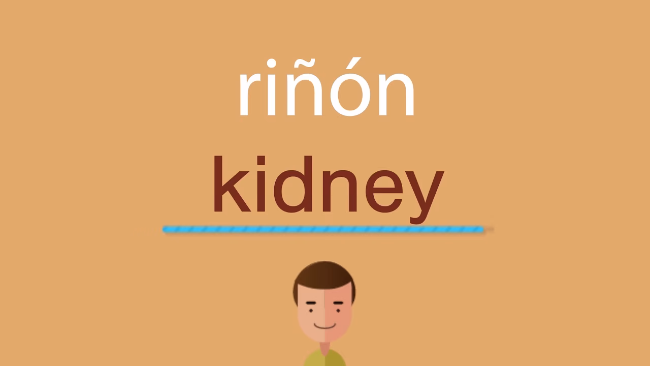 ¿Cómo se llaman los riñones en inglés?