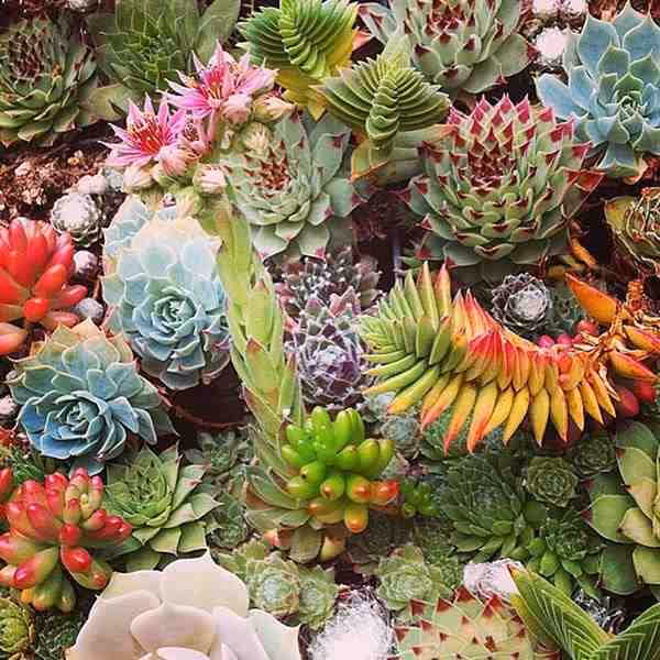 ¿Cómo se dice suculenta?