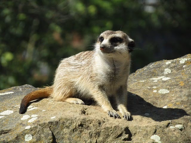 ¿Qué significa Suricata en español?