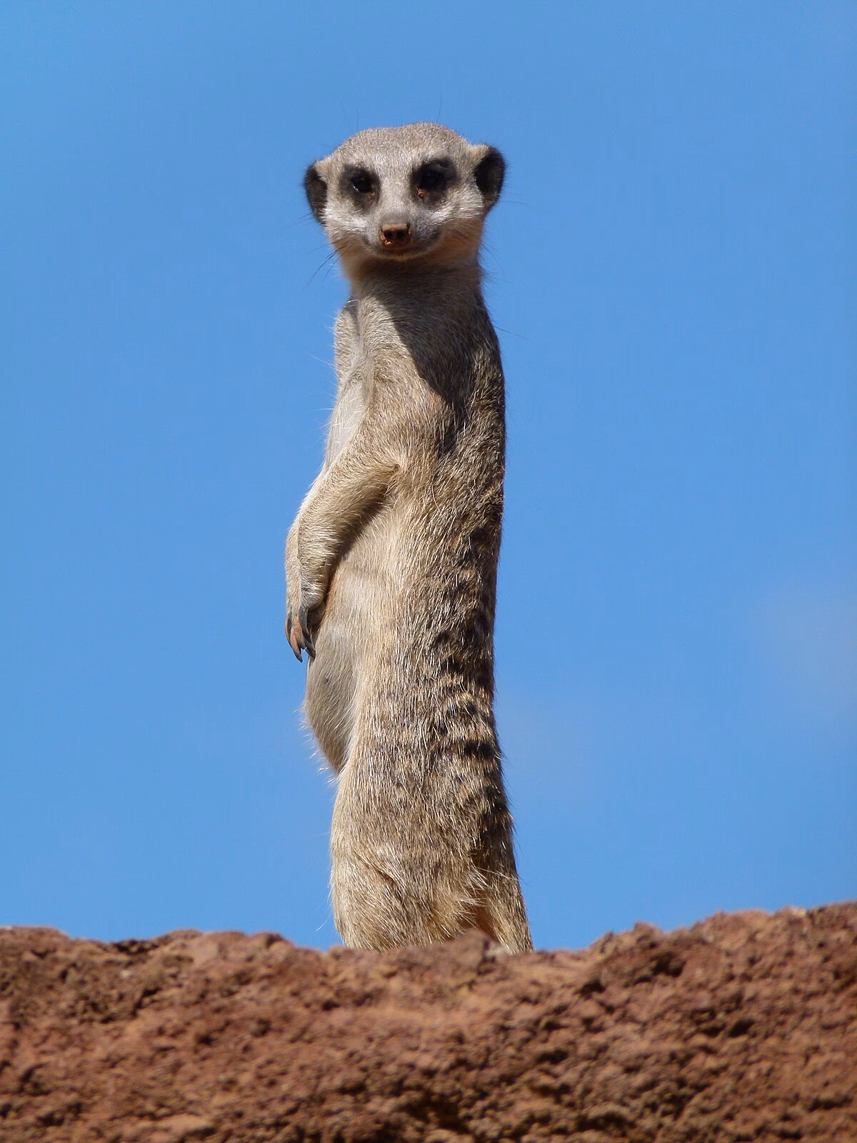 ¿Un suricato es un gato o un perro?