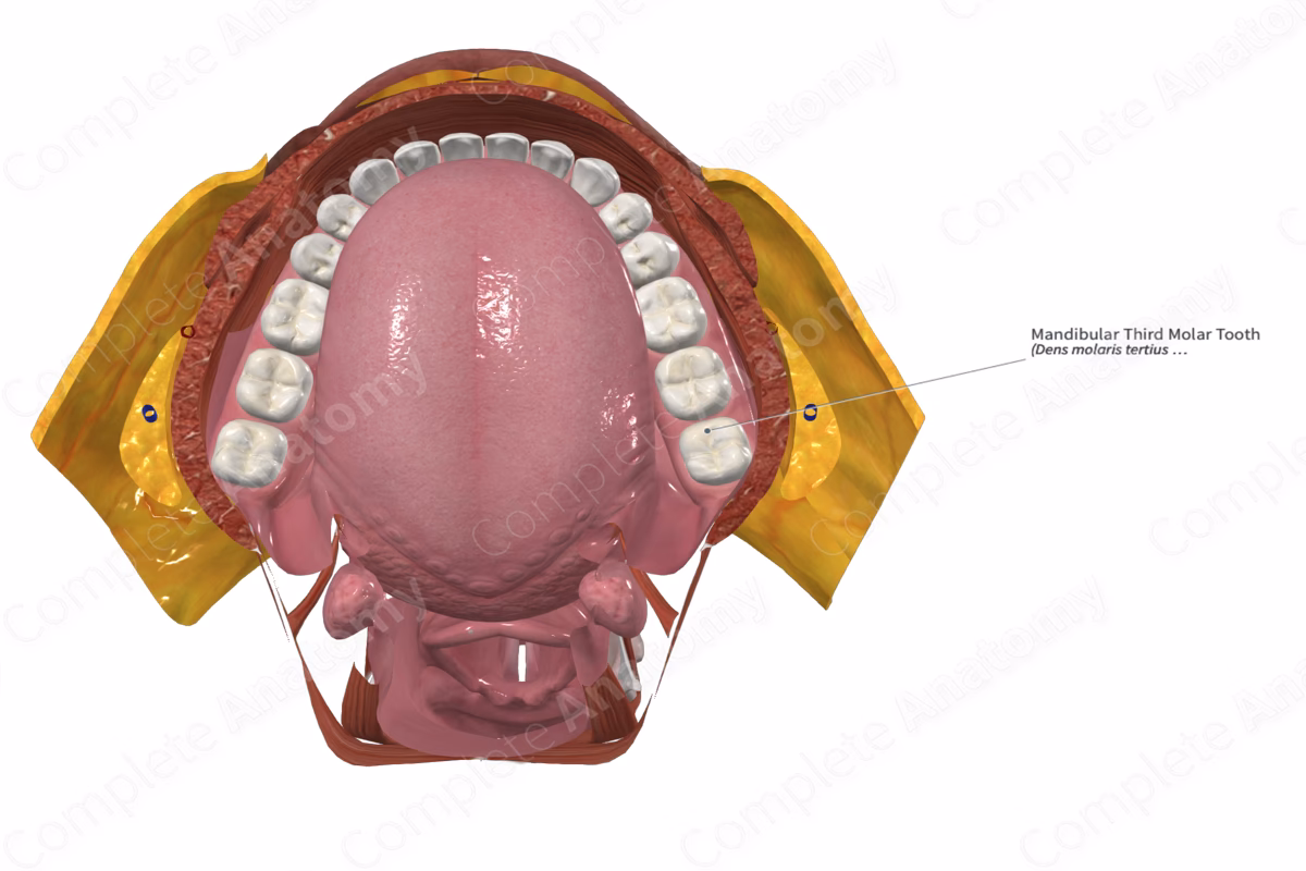 ¿Cómo se llama el tercer molar?