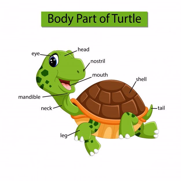 ¿Cómo se llaman las tortugas de agua?