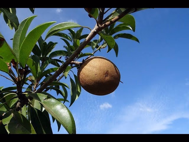 ¿Cómo se llaman los zapotes en inglés?