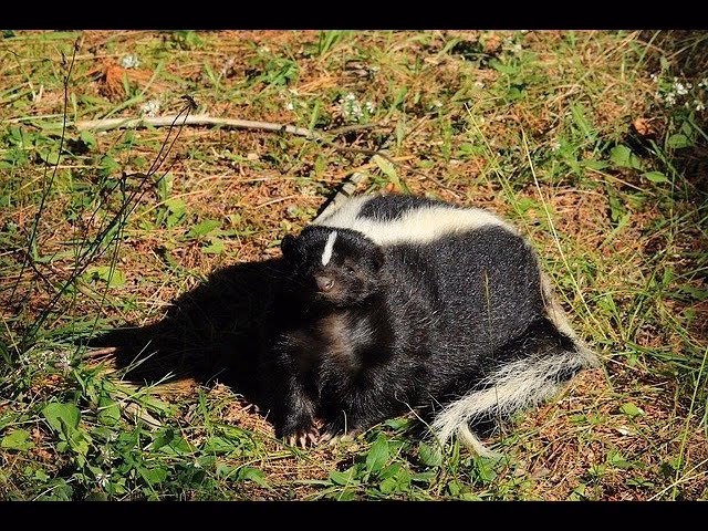 ¿Qué otro nombre tiene el zorrino?